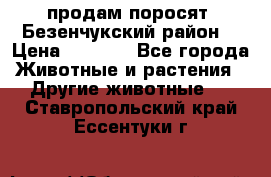 продам поросят .Безенчукский район  › Цена ­ 2 500 - Все города Животные и растения » Другие животные   . Ставропольский край,Ессентуки г.